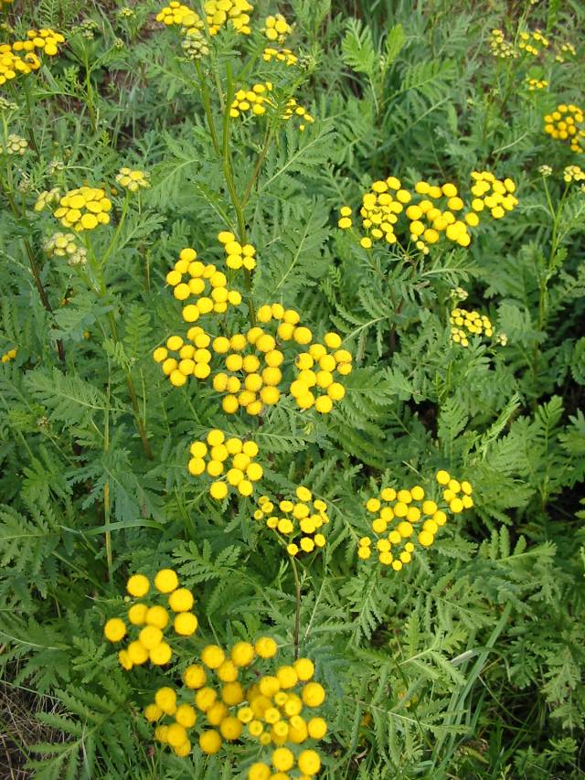 شیشا Tanacetum vulgare Chrysanthemum vulgare 5